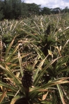 Pineapple crop, Atiu, Cook Islands, November 2000. © Andrew A Bryant