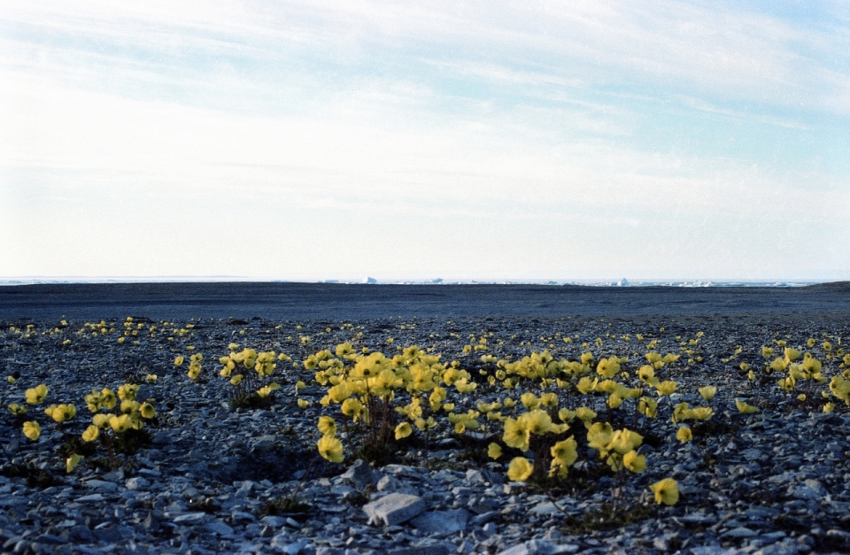 Arctic poppies at Resolute Bay, NWT, 1979