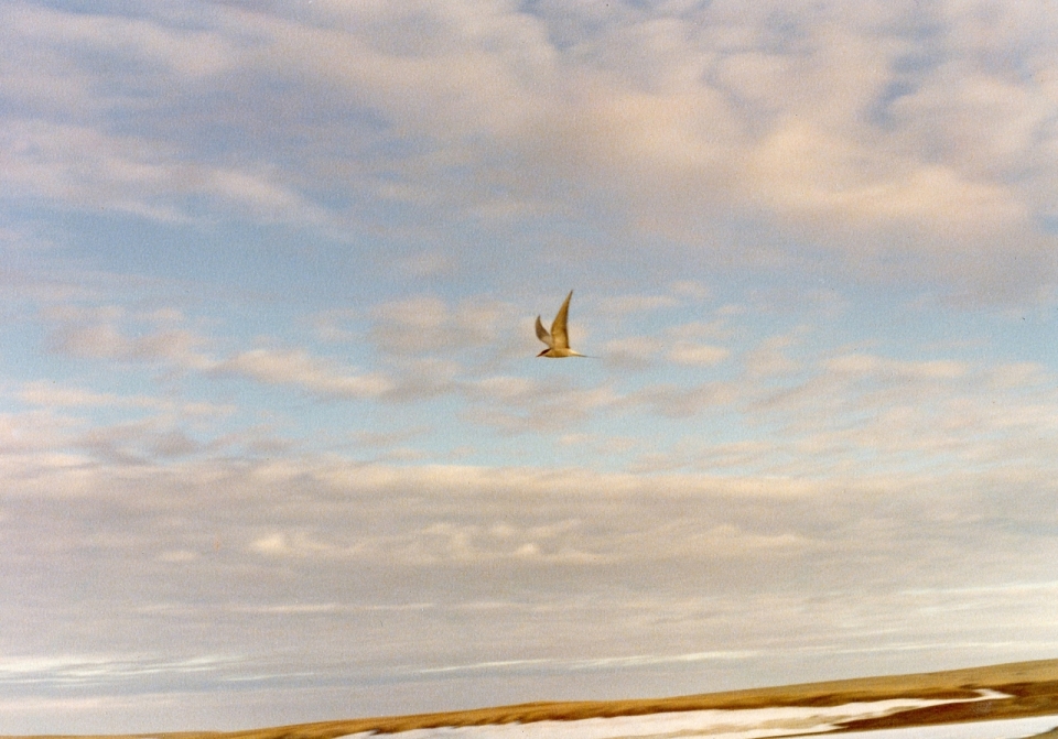 Arctic tern, Resolute, NWT 1979